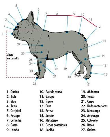 historia bulldog frances